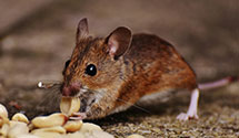 24 Hour & Emergency Exterminators in Benton Harbor, MI